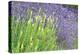 Flowing Lavender I-Dana Styber-Premier Image Canvas