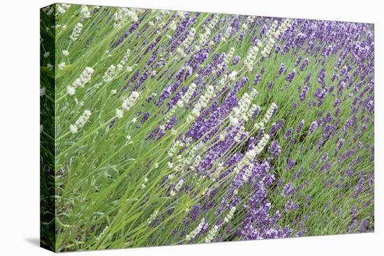 Flowing Lavender II-Dana Styber-Premier Image Canvas