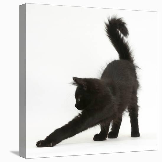 Fluffy Black Kitten, 12 Weeks Old, Stretching-Mark Taylor-Premier Image Canvas