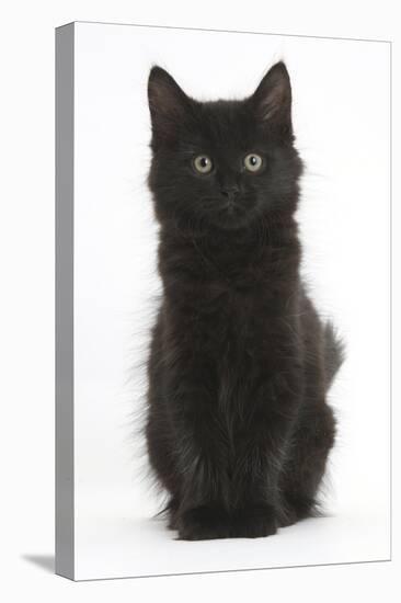 Fluffy Black Kitten, 9 Weeks Old, Sitting-Mark Taylor-Premier Image Canvas