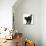 Fluffy Black Kitten, 9 Weeks Old, Stretching with Arched Back-Mark Taylor-Premier Image Canvas displayed on a wall