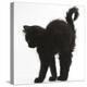 Fluffy Black Kitten, 9 Weeks Old, Stretching with Arched Back-Mark Taylor-Premier Image Canvas