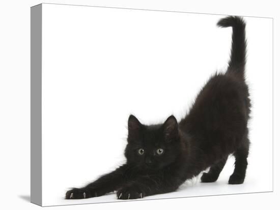 Fluffy Black Kitten, 9 Weeks, Stretching-Mark Taylor-Premier Image Canvas