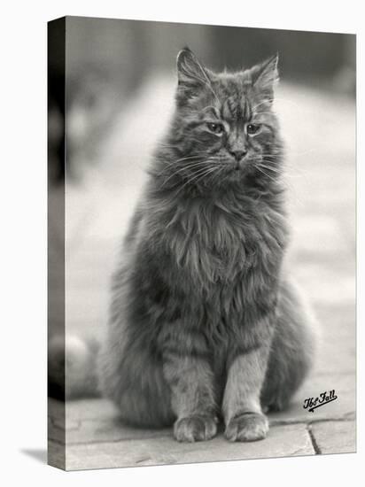 Fluffy Domestic Cat Sitting on the Pavement-Thomas Fall-Premier Image Canvas