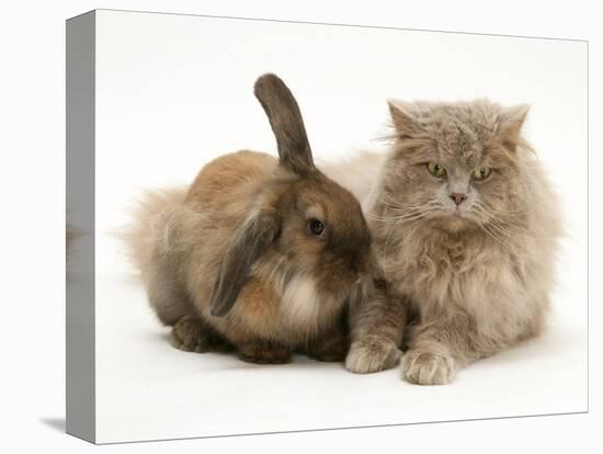 Fluffy Grey Cat Cuddled up with Dwarf Lionhead Rabbit-Jane Burton-Premier Image Canvas