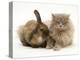 Fluffy Grey Cat Cuddled up with Dwarf Lionhead Rabbit-Jane Burton-Premier Image Canvas