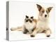 Fluffy Kitten Cuddled up with Dog-Jane Burton-Premier Image Canvas