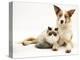 Fluffy Kitten Cuddled up with Dog-Jane Burton-Premier Image Canvas