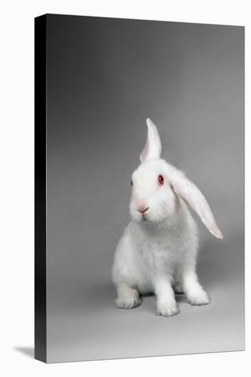 Fluffy White Rabbit Over Grey Background-PH.OK-Premier Image Canvas