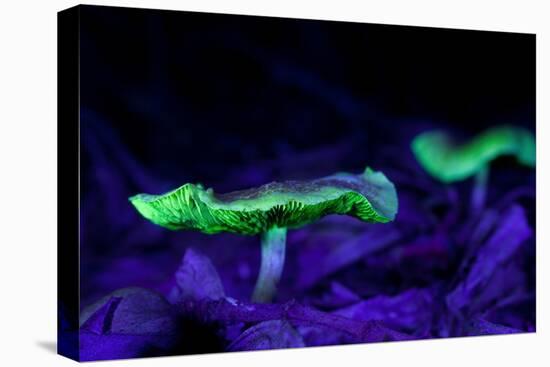 Fluorescent mushrooms glowing in ultraviolet light, Brazil-Joao Burini-Premier Image Canvas