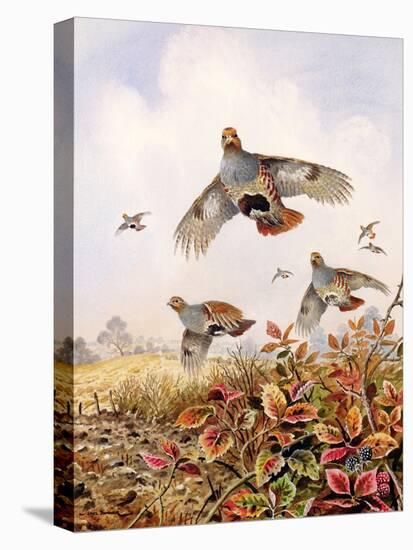 Flushed Partridges-Carl Donner-Premier Image Canvas