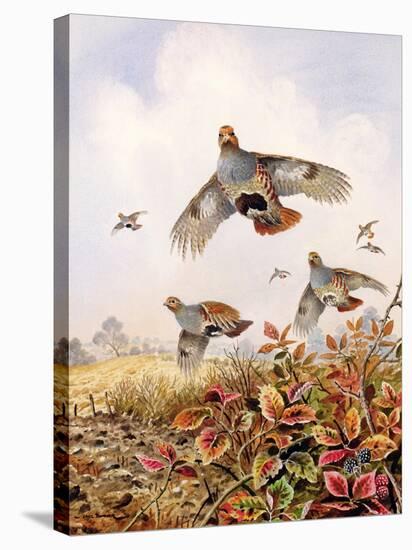 Flushed Partridges-Carl Donner-Premier Image Canvas