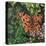 Flutter - Comma Butterfly on Japonica-Kirstie Adamson-Premier Image Canvas