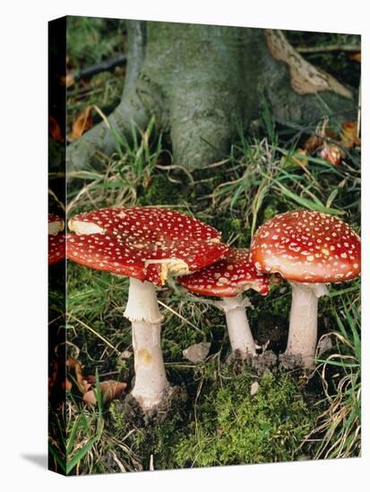 Fly Agaric Mushrooms In Wood-Michael Marten-Premier Image Canvas