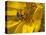 Fly inside sunflower-Michael Scheufler-Premier Image Canvas