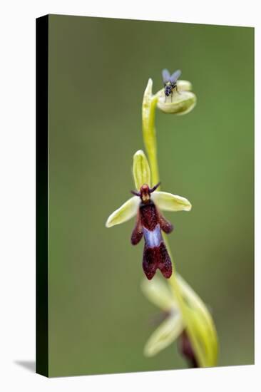 Fly orchid in flower with resting fly, Lorraine, France-Michel Poinsignon-Premier Image Canvas