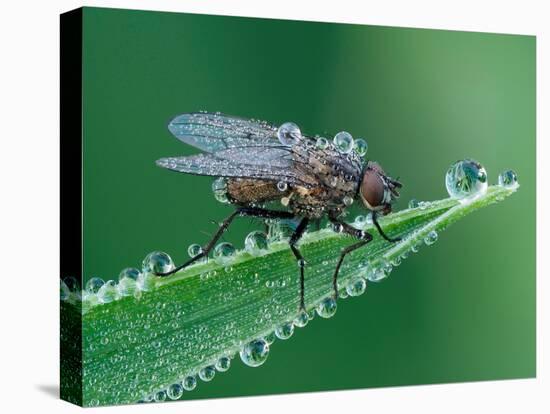 Fly resting on leaf, at dawn covered in heavy dew, UK-Andy Sands-Premier Image Canvas