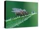 Fly resting on leaf, at dawn covered in heavy dew, UK-Andy Sands-Premier Image Canvas