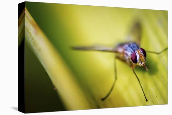 Fly-Pixie Pics-Premier Image Canvas