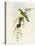 Flycatcher (Ficedula Hypolaris)-John Gould-Premier Image Canvas