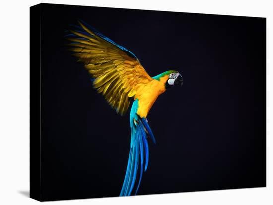 Flying Ara On A Dark Background-NejroN Photo-Premier Image Canvas