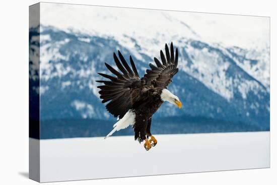 Flying Bald Eagle ( Haliaeetus Leucocephalus Washingtoniensis ) over Snow-Covered Mountains. Winter-Sergey Uryadnikov-Premier Image Canvas