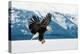 Flying Bald Eagle ( Haliaeetus Leucocephalus Washingtoniensis ) over Snow-Covered Mountains. Winter-Sergey Uryadnikov-Premier Image Canvas