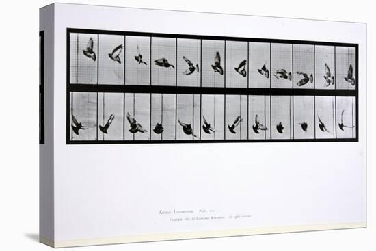 Flying Bird, Plate 756 from 'Animal Locomotion', 1887-Eadweard Muybridge-Premier Image Canvas