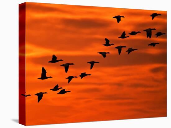 Flying Birds Silhouette, Cape May, New Jersey, USA-Jay O'brien-Premier Image Canvas