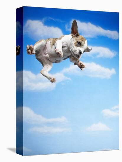 Flying Bulldog Puppy-Lew Robertson-Premier Image Canvas