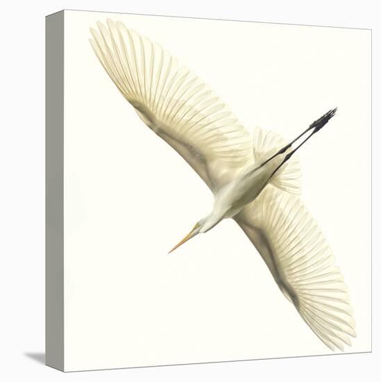 Flying Egret-Wink Gaines-Stretched Canvas