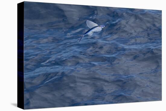 Flying Fish (Probably Cypselurus Lineatus) In Flight Above The Water-Brent Stephenson-Premier Image Canvas