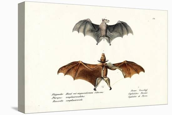 Flying Foxes, 1824-Karl Joseph Brodtmann-Premier Image Canvas