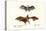 Flying Foxes, 1824-Karl Joseph Brodtmann-Premier Image Canvas