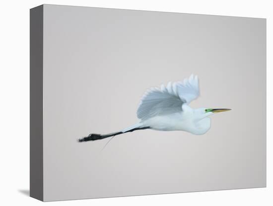 Flying Great Egret in Predawn at the Venice Rookery, South Venice, Florida, USA-Arthur Morris-Premier Image Canvas