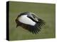 Flying Grey-Crowned Crane with Wings, Tanzania-Arthur Morris-Premier Image Canvas