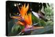 Flying Hummingbird At A Strelitzia Flower-henner-Stretched Canvas