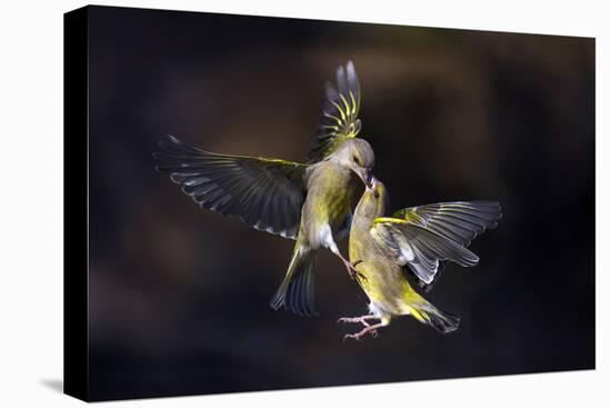 Flying Kiss 11-Marco Redaelli-Premier Image Canvas