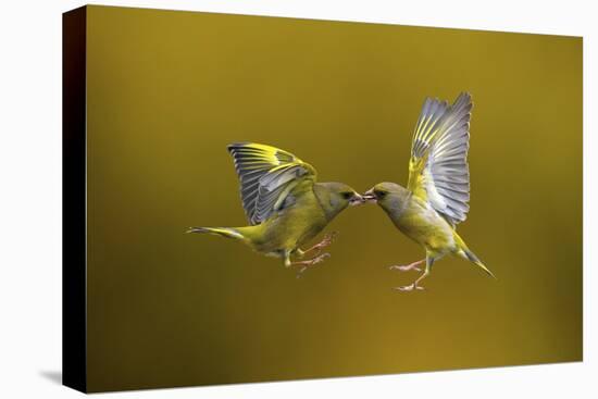 Flying Kiss-Marco Redaelli-Stretched Canvas