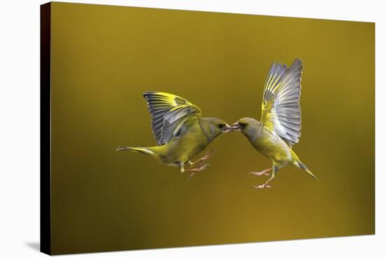 Flying Kiss-Marco Redaelli-Stretched Canvas