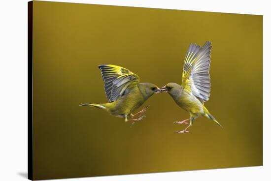 Flying Kiss-Marco Redaelli-Stretched Canvas