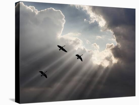 Flying on Sunbeams, Macinaw Island, Michigan ‘10-Monte Nagler-Premier Image Canvas