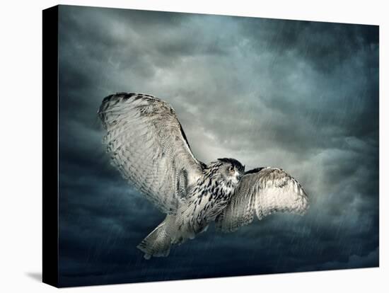 Flying Owl Bird at Night-egal-Premier Image Canvas