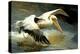 Flying Pelican-Vivienne Dupont-Stretched Canvas