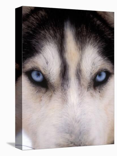 Focus - Husky Eyes-AdventureArt-Premier Image Canvas