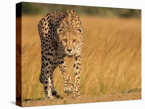 Focused Intensity-Jaco Marx-Premier Image Canvas