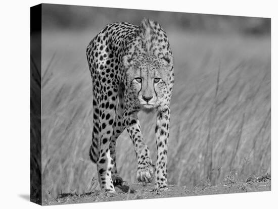 Focused Predator-Jaco Marx-Premier Image Canvas