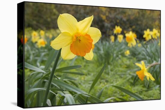 Focusing on Spring-Adrian Campfield-Premier Image Canvas