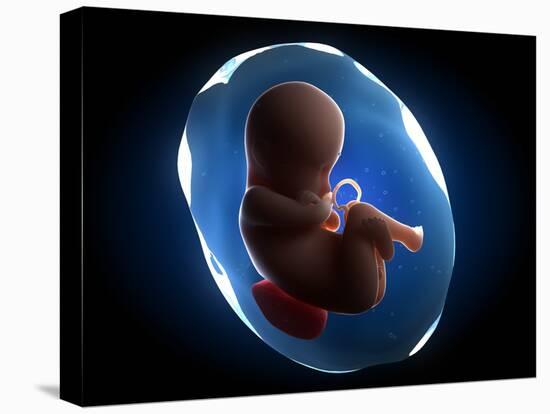 Foetus, Artwork-SCIEPRO-Premier Image Canvas