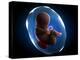 Foetus, Artwork-SCIEPRO-Premier Image Canvas